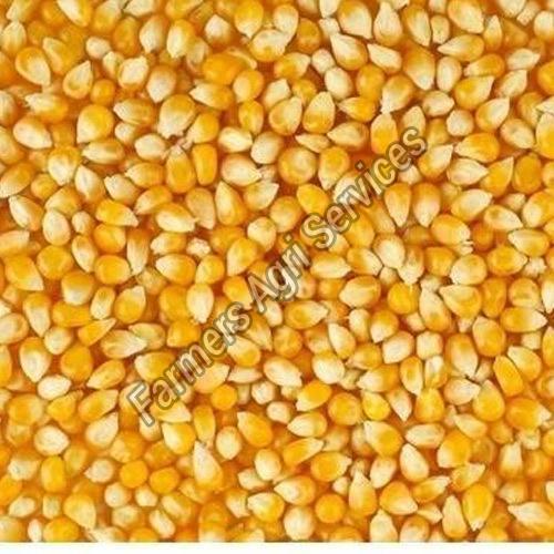 Yellow Healthy And Natural Hybrid Maize Seeds