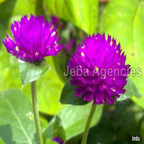 Organic and Fresh Purple Vadamalli Flowers