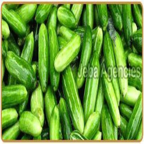 Organic and Natural Fresh Ivy Gourd 