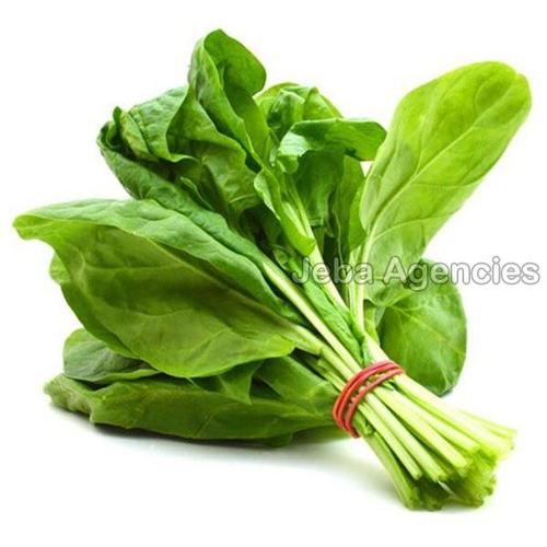 Organic and Natural Fresh Spinach Leaves