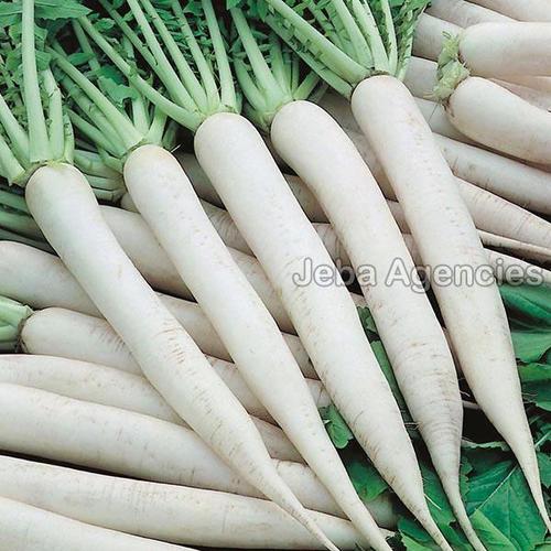 Organic and Natural Fresh White Radish