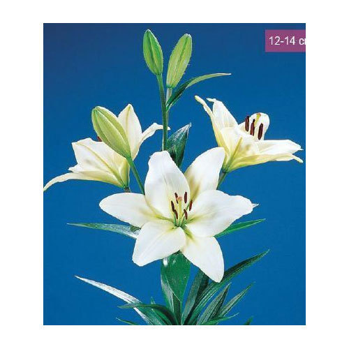 White Courier La Lilies Plant