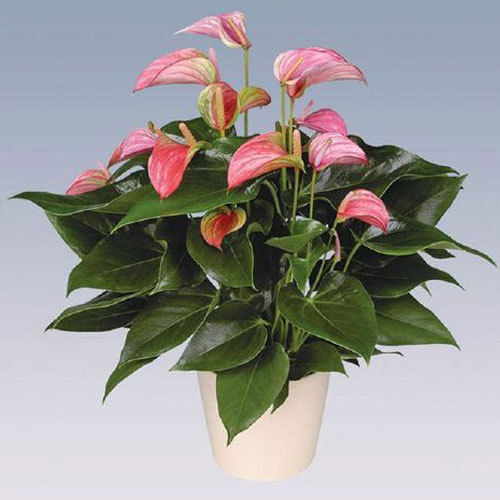 Joli Anthurium Plant Pot Use: Home