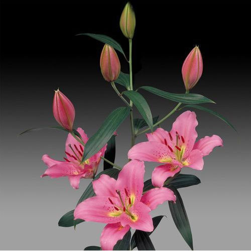 Pink Medusa Oriental Lilies Plant
