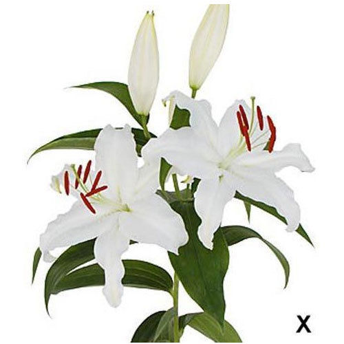 White Mother'S Choice Oriental Lilies Plant