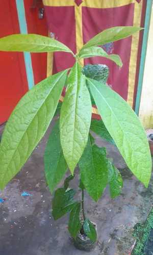 Natural Organic Avacado Plant