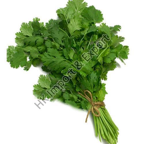 Cooked Organic And Natural Fresh Coriander Leaves