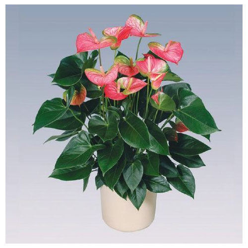 Pandola Anthurium Plant Pot