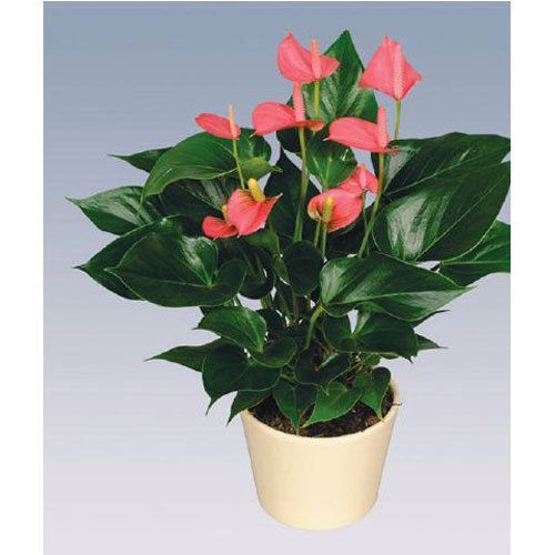 Pink Champion Anthurium Plant Pot