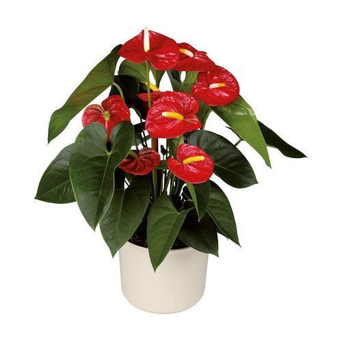 Royal Champion Anthurium Plant Pot