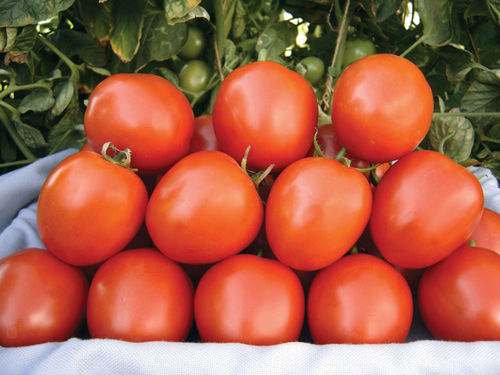 Healthy and Natural Tomato Seeds