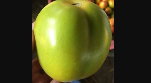 Farm Fresh Green Tomatoes