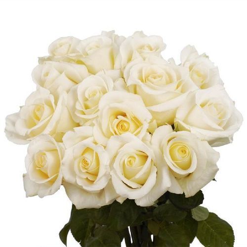 Natural Fresh White Roses