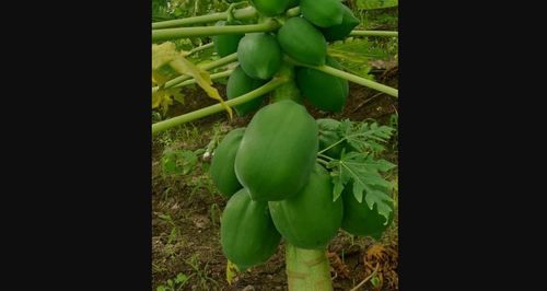 Organic Fresh Papaya Fruit