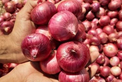 Special Organic Red Onions