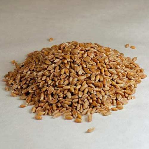 Food Grade Spelt Grain