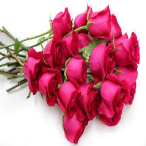 Fresh Pink Cut Rose Flowers Shelf Life: 10 Days