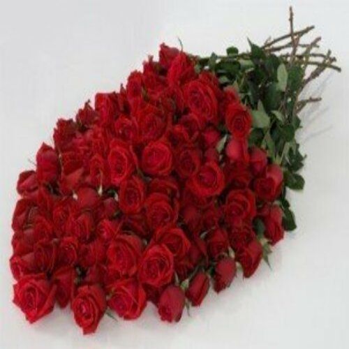 Fresh Red Cut Rose Flowers Shelf Life: 10 Days