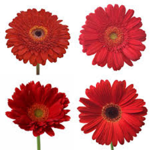 Fresh Red Gerbera Flowers