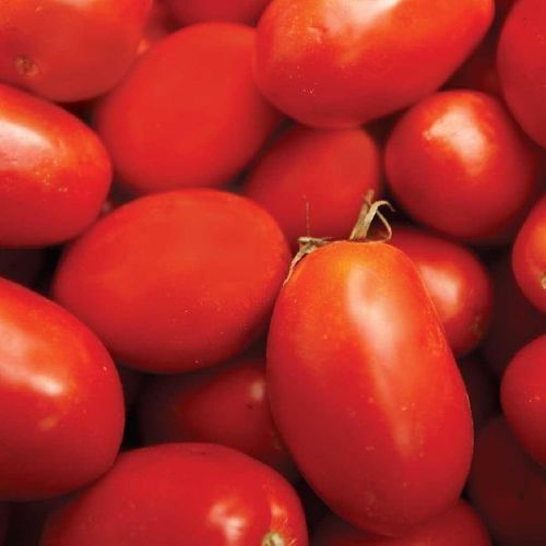 Healthy and Natural Fresh Tomatoes