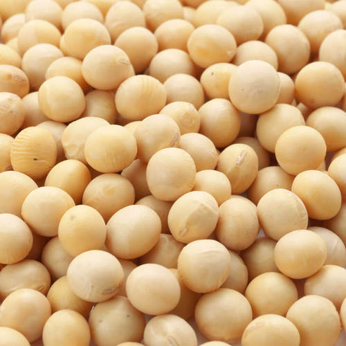 Non Gmo Quality Soybean Seeds Admixture (%): 0.6