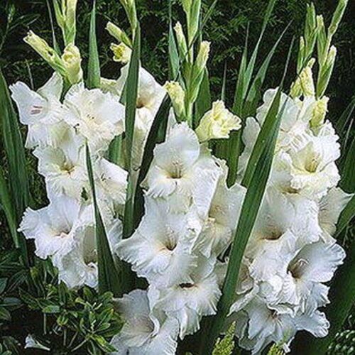 Fresh White Gladiolus Flowers Shelf Life: 10 Days