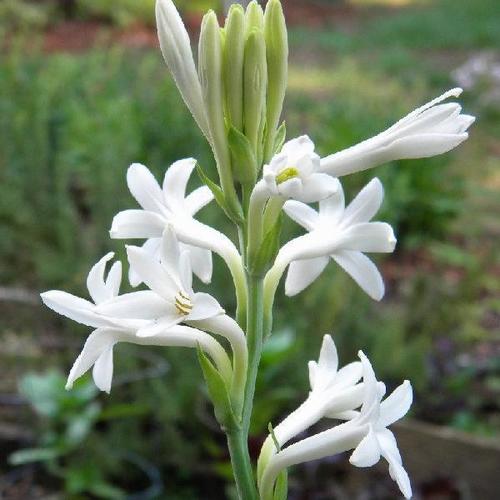 Fresh White Tuberose Flowers