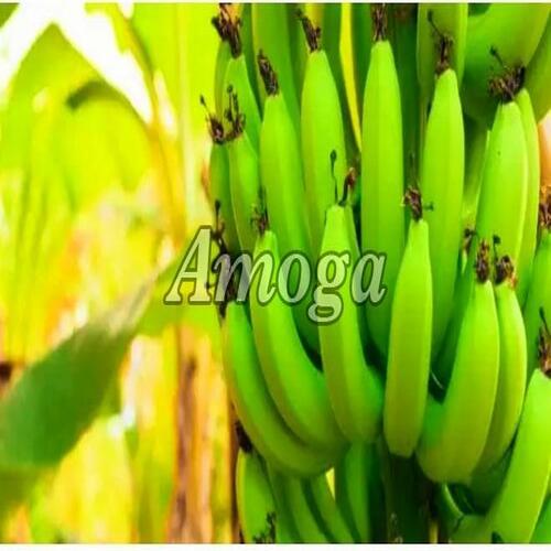 Common Healthy And Natural Green Cavendish Banana