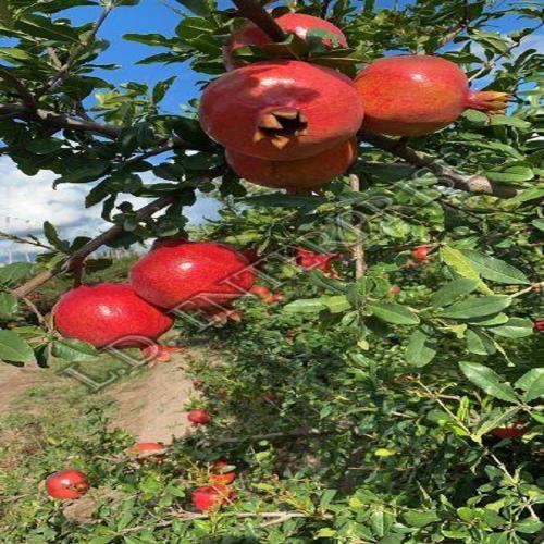 Red Organic And Natural Fresh Pomegranate