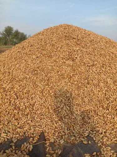 Wholesale Price Raw Groundnut Admixture (%): 10-30%