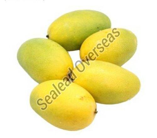 Impurity Free Fresh Kesar Mango