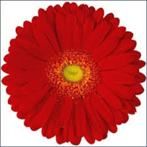 Natural And Fresh Alcatraz Gerbera Flower