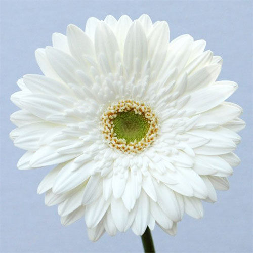 Natural and Fresh Balance Gerbera Flower