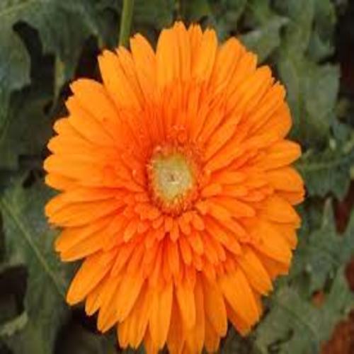 Orange Natural And Fresh Goliath Gerbera Flower