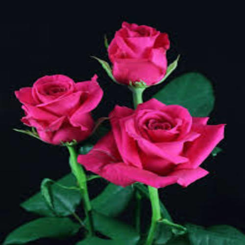 Natural and Fresh Hot Shot Rose Flower