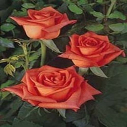 Natural and Fresh Naranga Rose Flower
