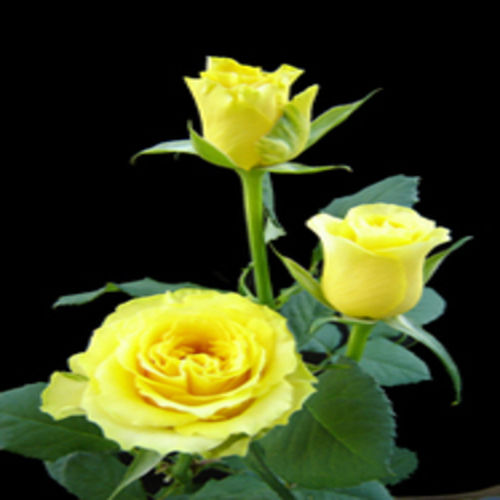 Natural And Fresh Sphinx Yellow Rose