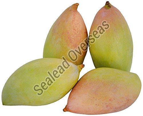 No Preservatives Fresh Totapuri Mango