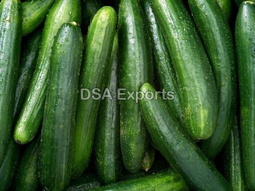 Organic and Natural Fresh Cucumber