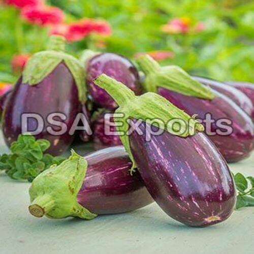 Organic and Natural Fresh Eggplant