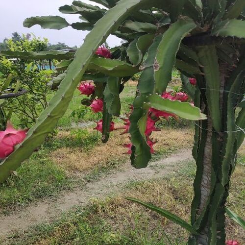 Organic Dragon Fruit Plant
