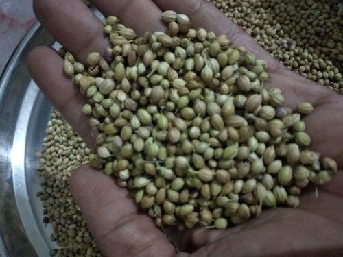 Dried 99.9% Pure Coriander Seeds