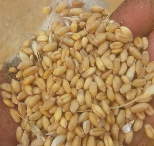 Brown Organic Dried Wheat Seeds