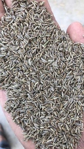 Pure Organic Cumin Seeds