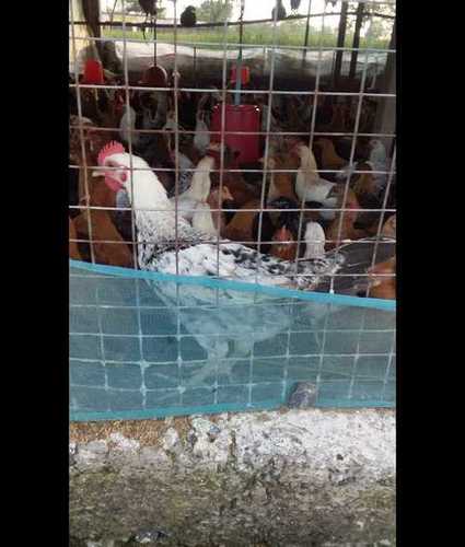 Poultry Farm Country Chicken