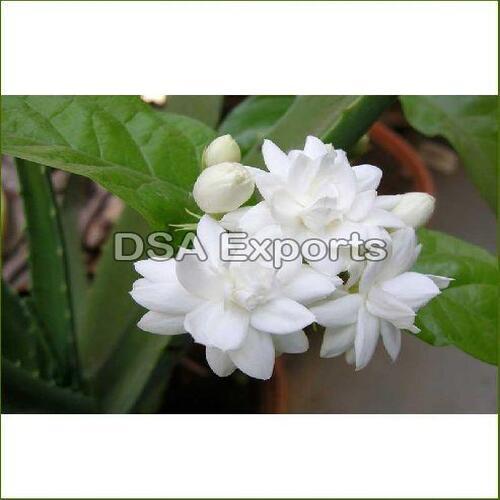 Fresh White Arabian Jasmine Flower