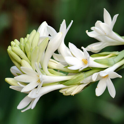 Tuberose Absolute, Polianthes Tuberosa, India 