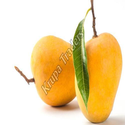 Organic and Natural Fresh Kesar Mango