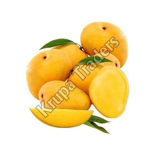 Yellow Organic And Natural Fresh Ratnagiri Mango