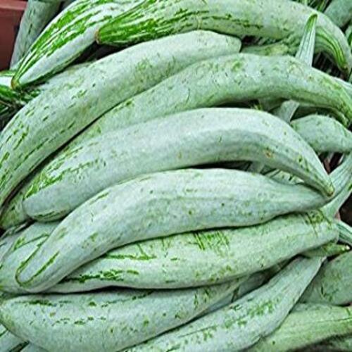 Organic Snake Gourd - 100% Mature, Green Color | Natural Taste, Non Harmful Cooking Ingredient